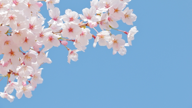 桜のイメージ画像
