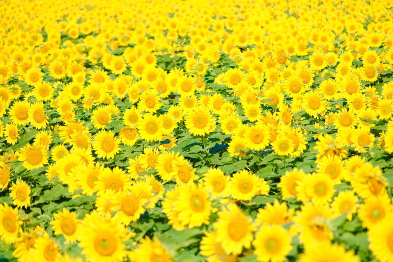 観光農園イメージ画像