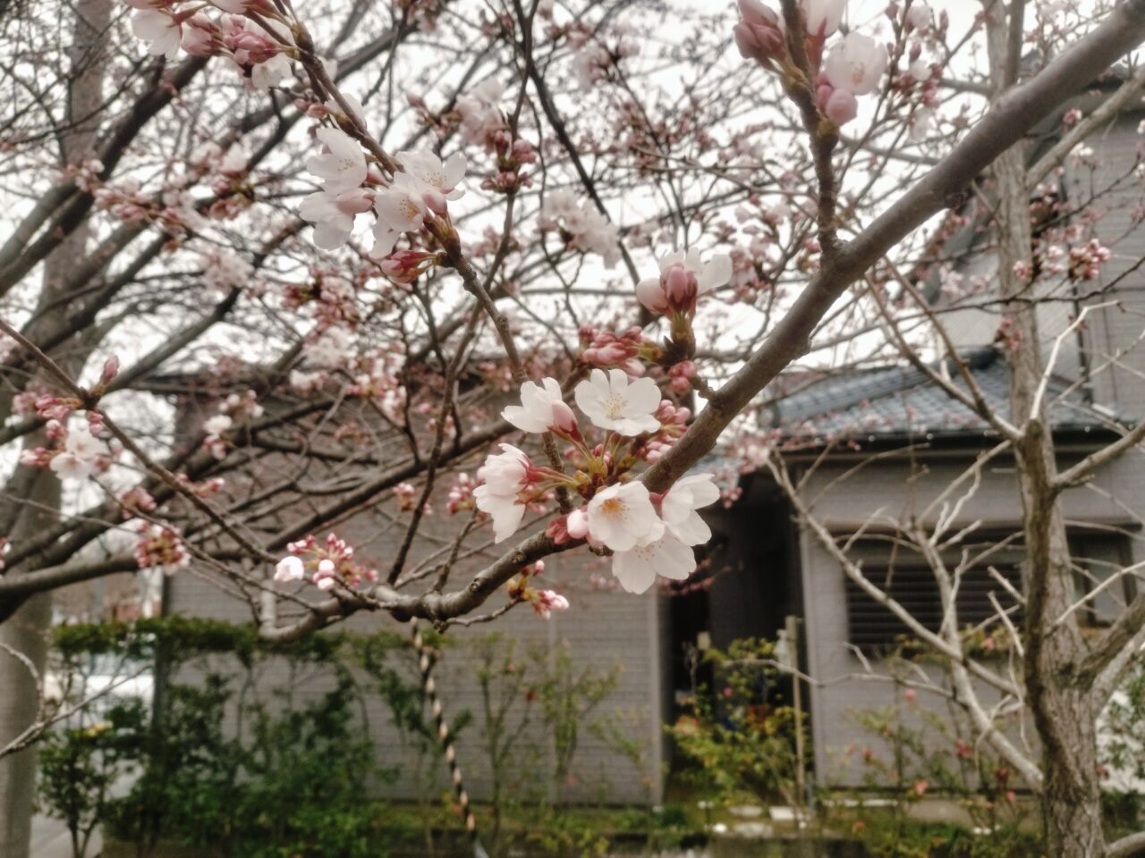 開花した桜