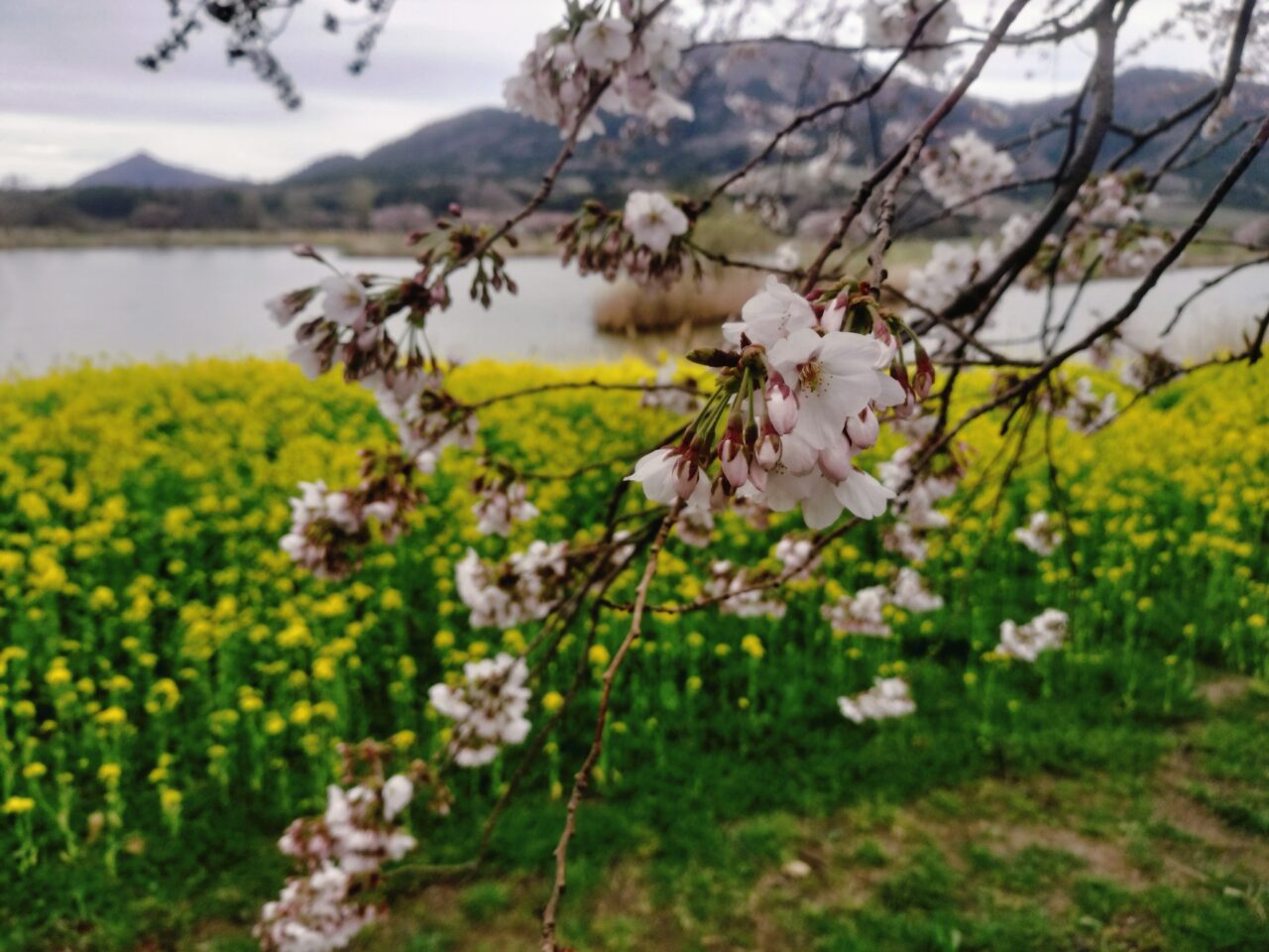 上堰潟公園の桜