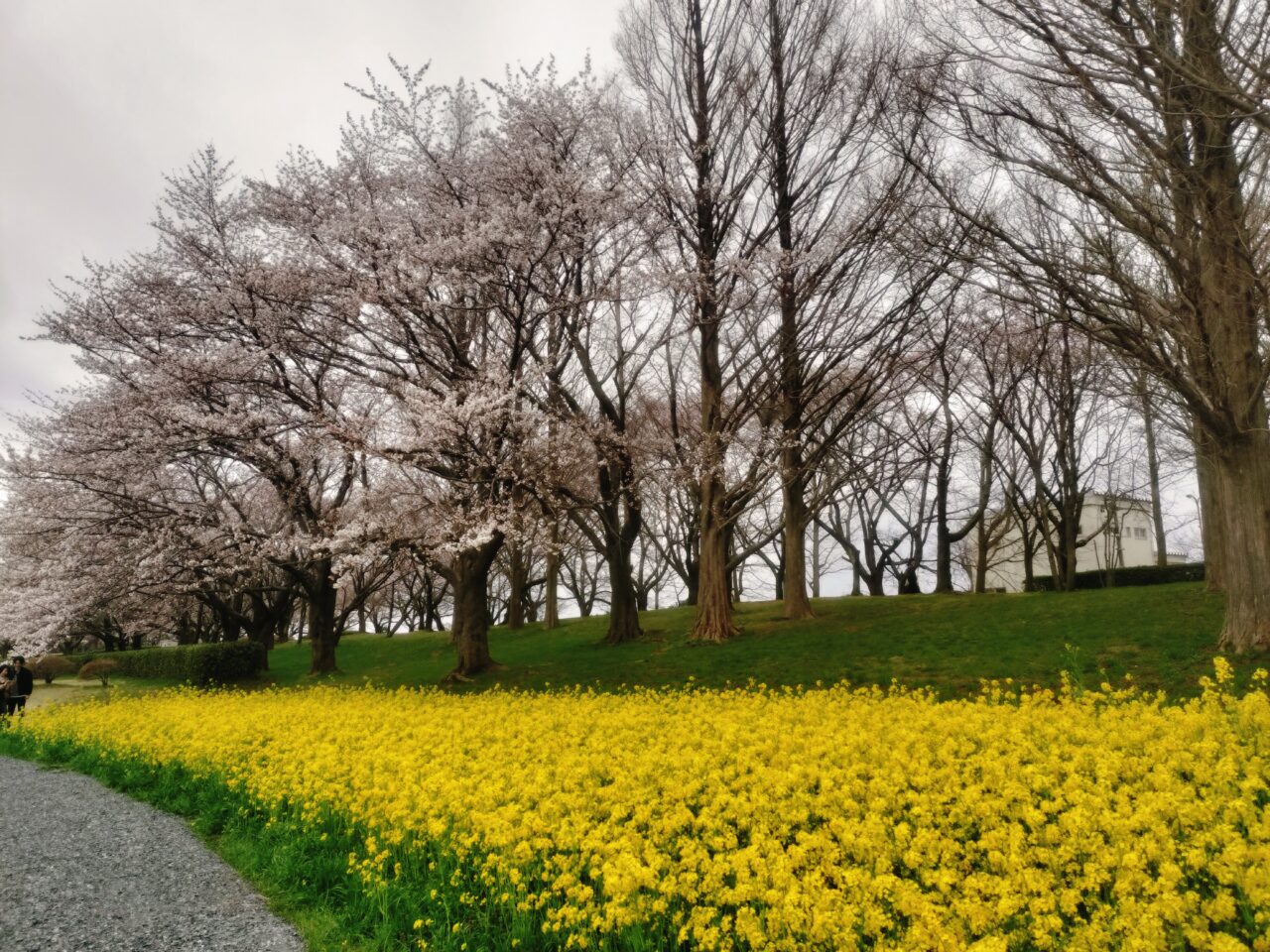 上堰潟公園の菜の花と桜