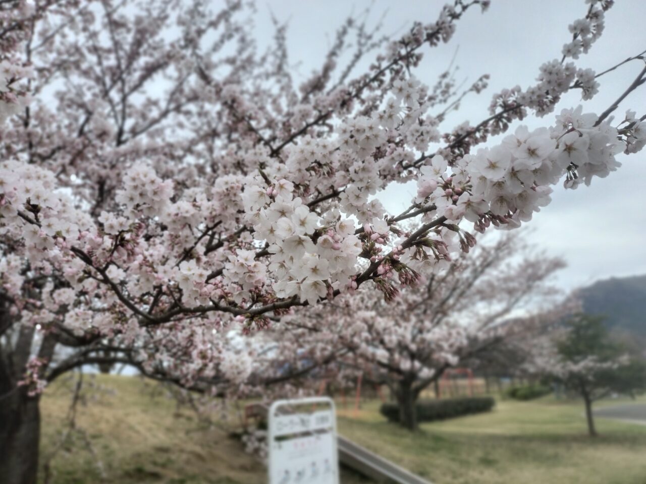 上堰潟公園の桜