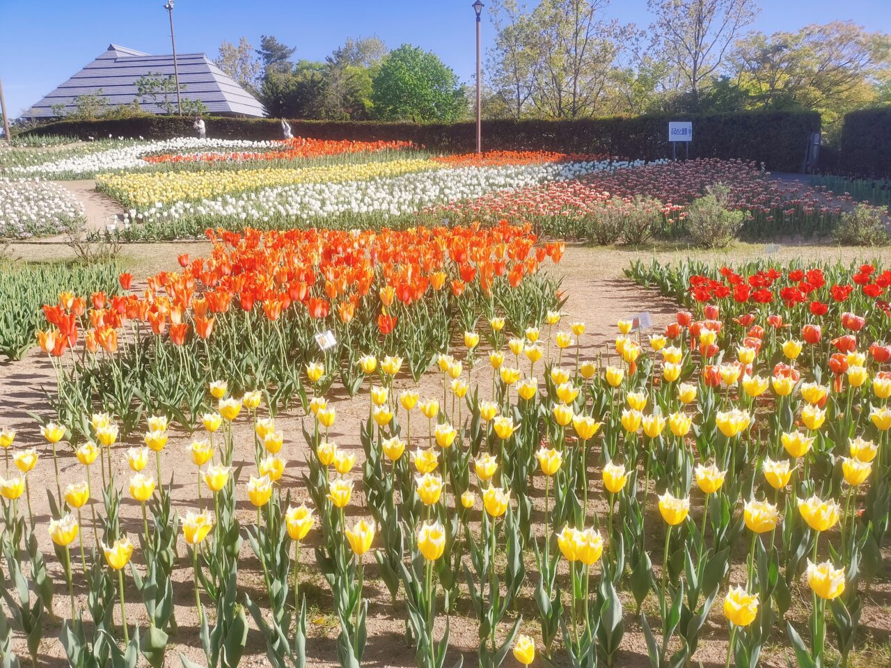 ふるさと村屋外チューリップ畑