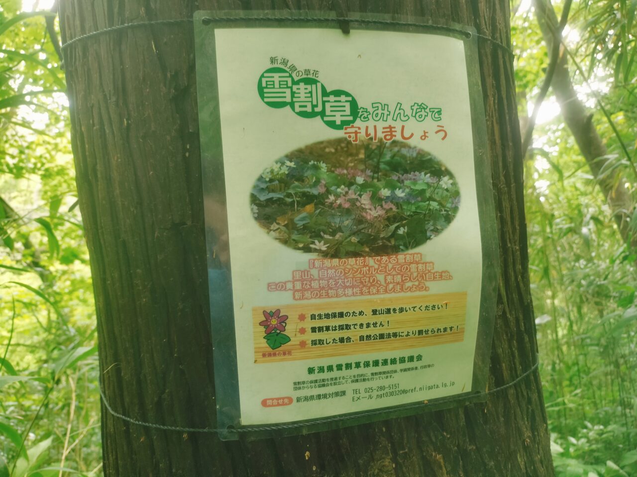 雪割草