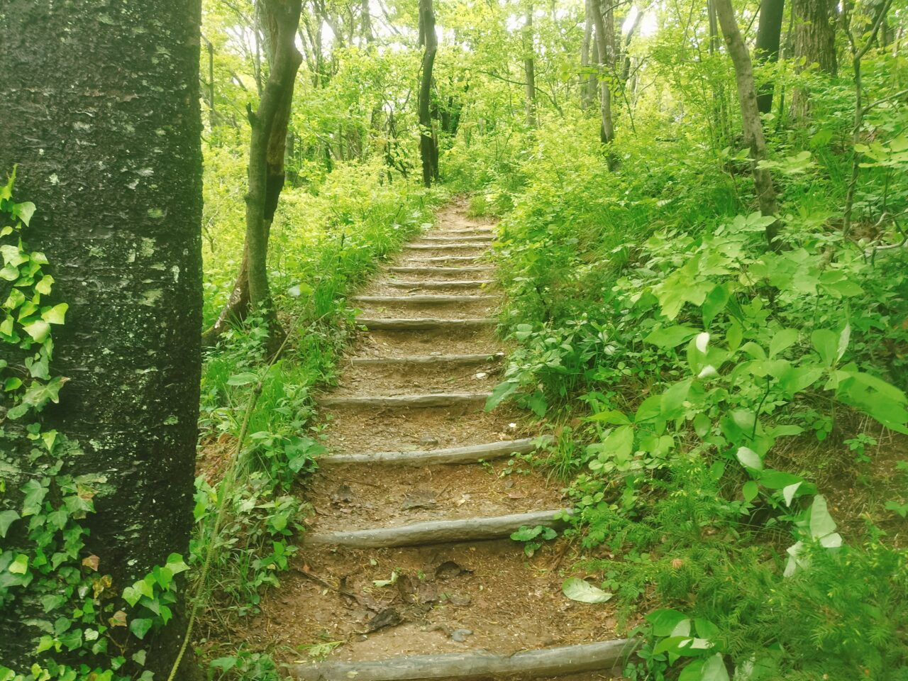 角田山登山道