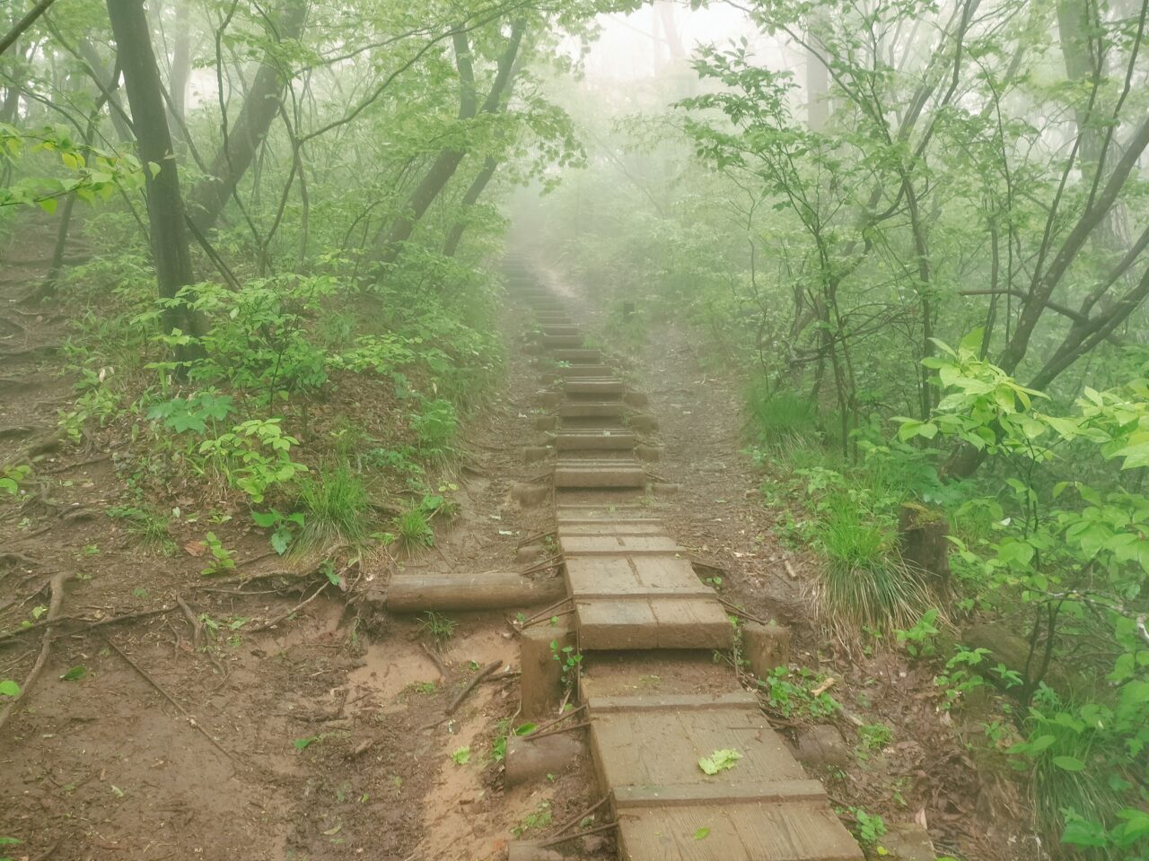 角田山登山道