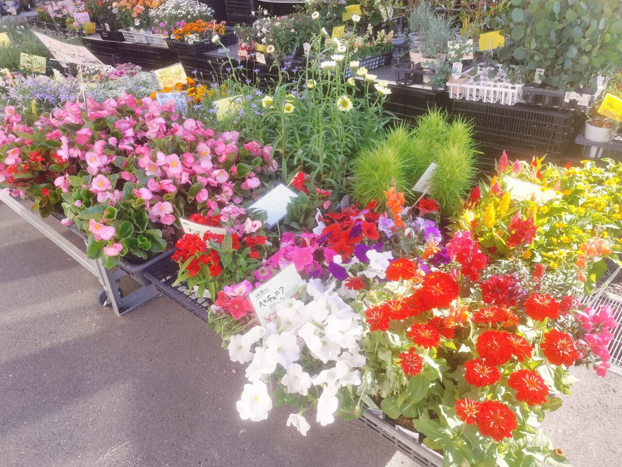 いっぺこ~と店頭花苗