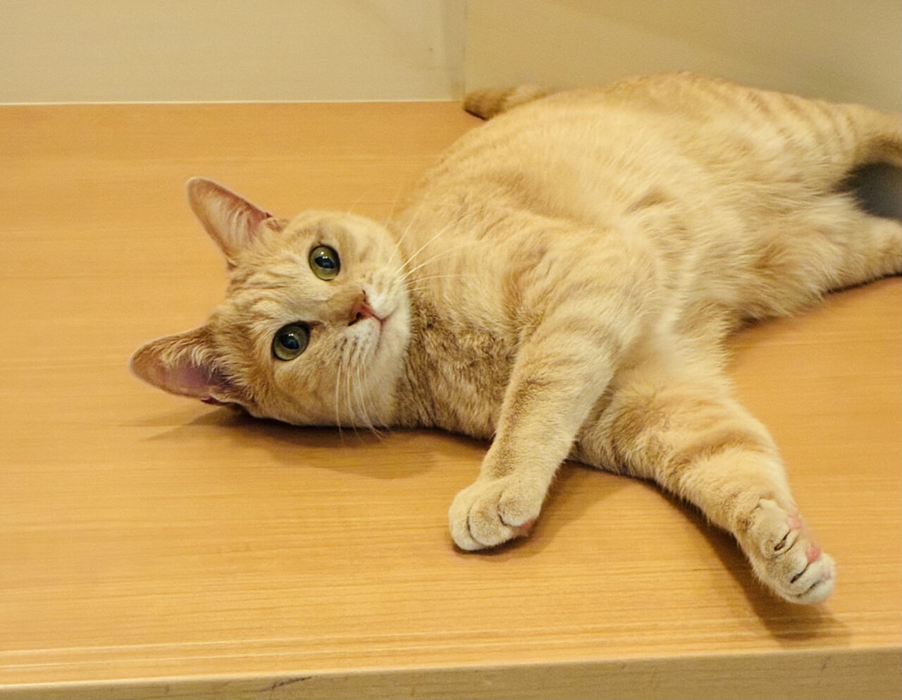 ねこ