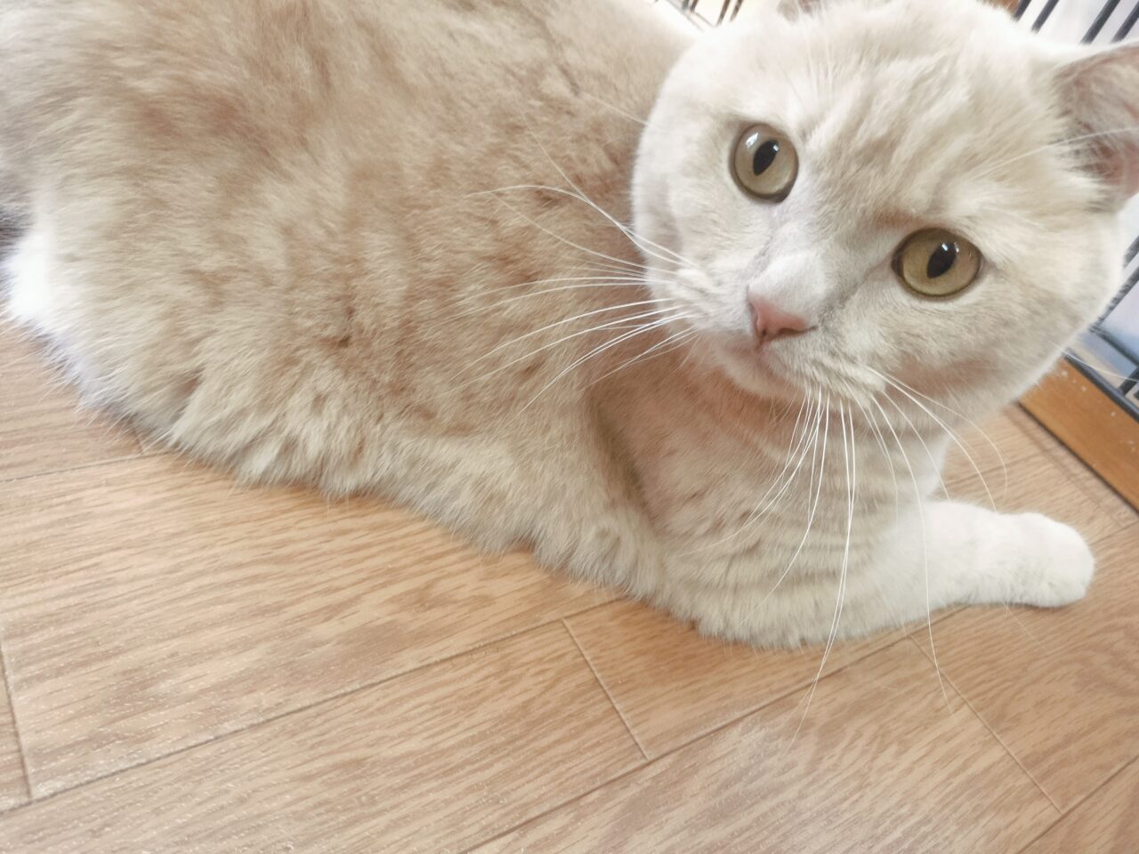 猫カフェちぐらレノン君