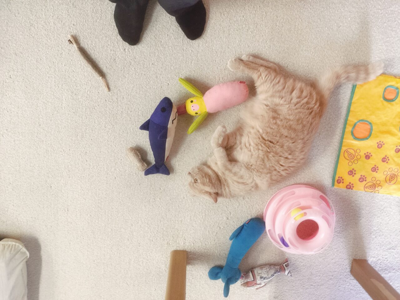 猫カフェちぐらレノン君